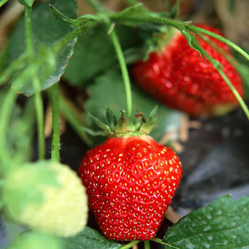 四川成都沙地优质草莓